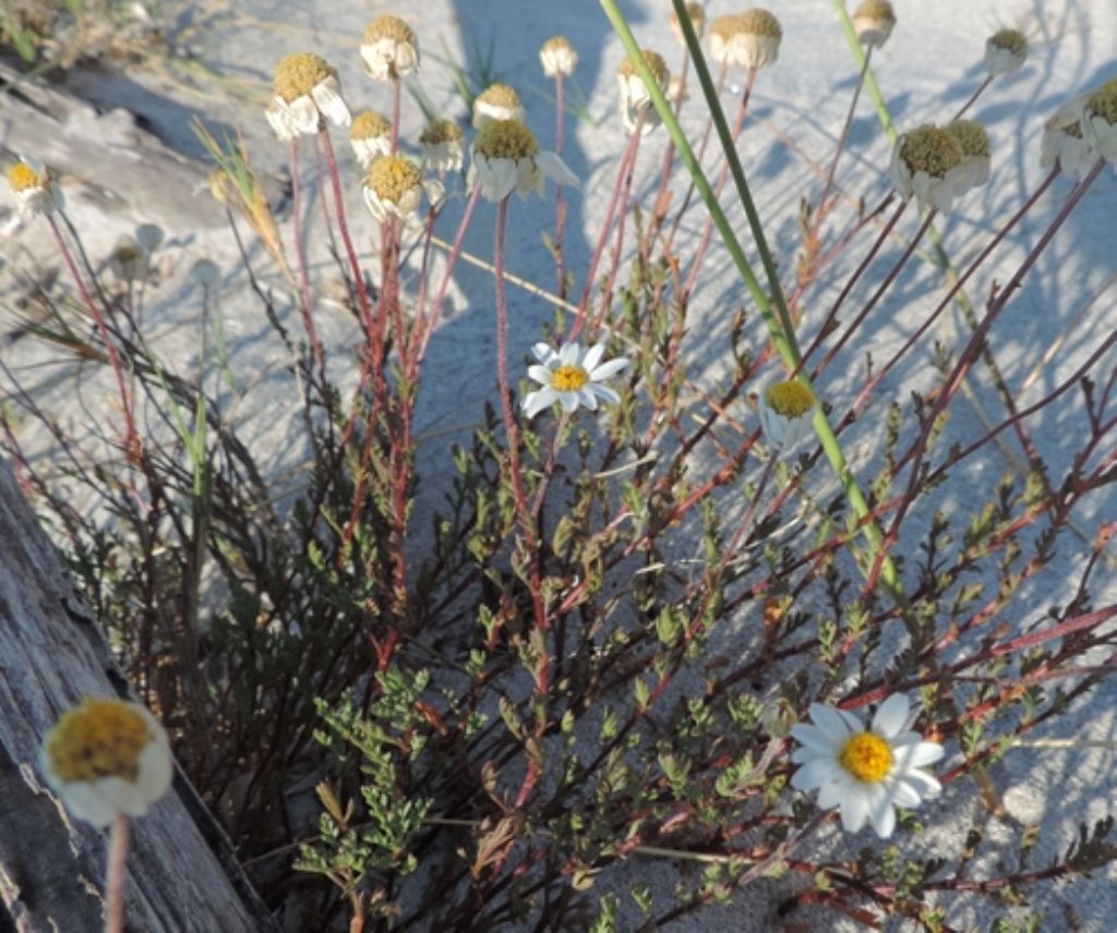 Sardegna nord est / Anthemis maritima